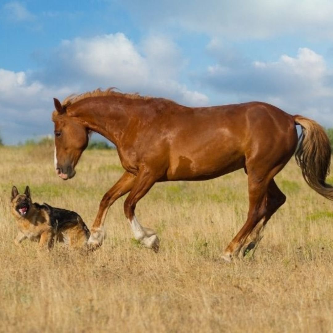 How AHP Injections Enhance Animal Stamina and Strength